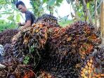 Petani Kelapa Sawit Petani Kelapa Sawit